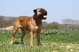 BULLMASTIFF 356